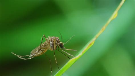 what is the capital of vermont|Rare mosquito virus prompts US towns to close public parks .